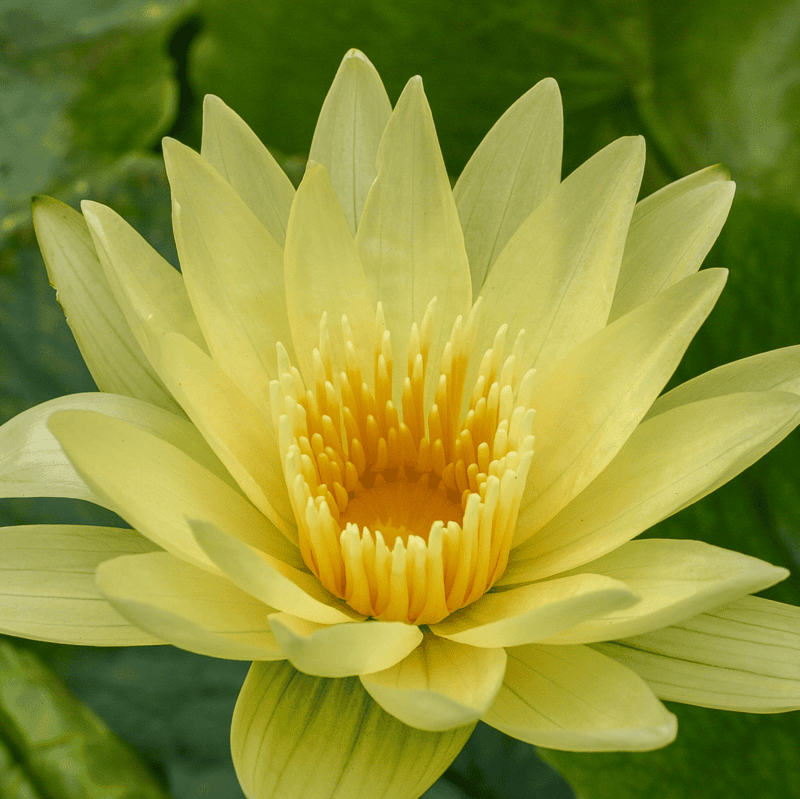 Tropical Water Lily 'Trail Blazer' (Yellow) (Nymphaea ‘Trail Blazer’) - 6" Pot