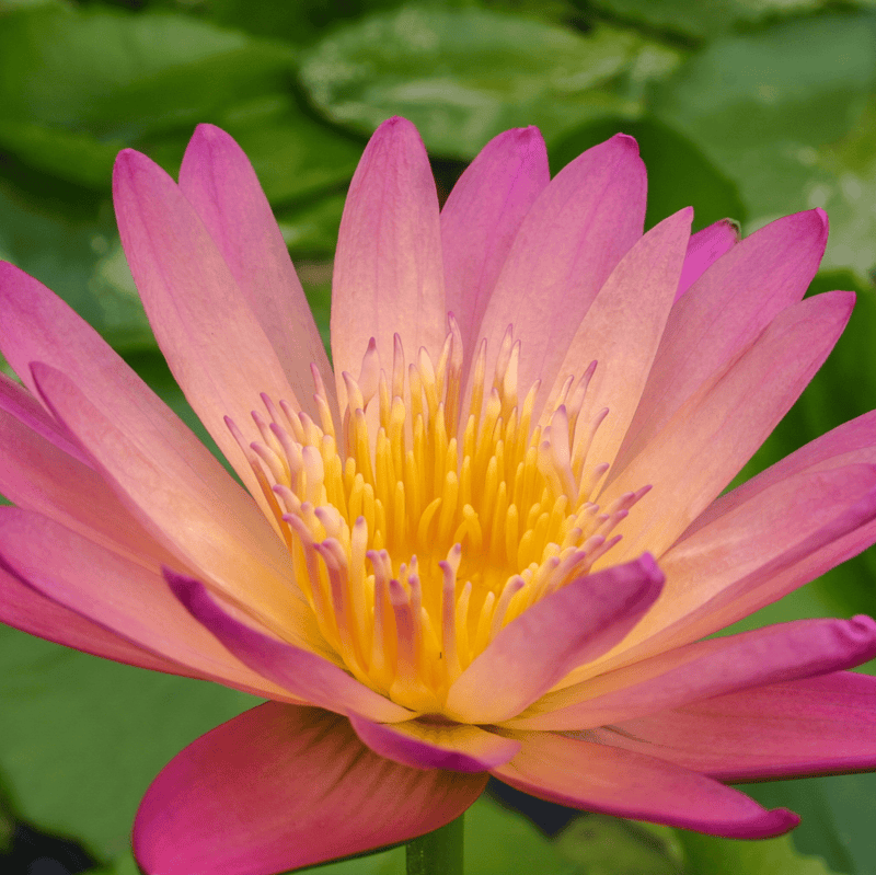 Tropical Water Lily 'Afterglow' (Autumn Colours) (Nymphaea ‘Afterglow’) - 6" Pot