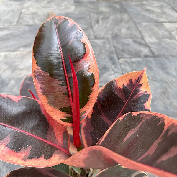 Ficus elastica 'Ruby' (Variegated Rubber Plant 'Ruby') - 8" Pot