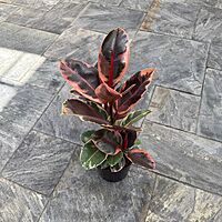 Ficus elastica 'Ruby' (Variegated Rubber Plant 'Ruby') - 8" Pot