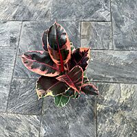Ficus elastica 'Ruby' (Variegated Rubber Plant 'Ruby') - 8" Pot