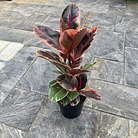 Ficus elastica 'Ruby' (Variegated Rubber Plant 'Ruby') - 8" Pot