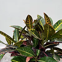 Croton 'Petra' (Codiaeum variegatum 'Petra') - 10" Pot - 3ppp