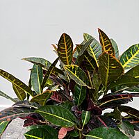 Croton 'Petra' (Codiaeum variegatum 'Petra') - 10" Pot - 3ppp