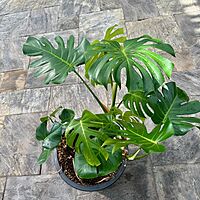 Monstera (Monstera deliciosa) - 18" Pot