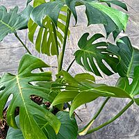 Monstera (Monstera deliciosa) - 18" Pot