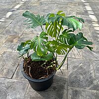 Monstera (Monstera deliciosa) - 18" Pot