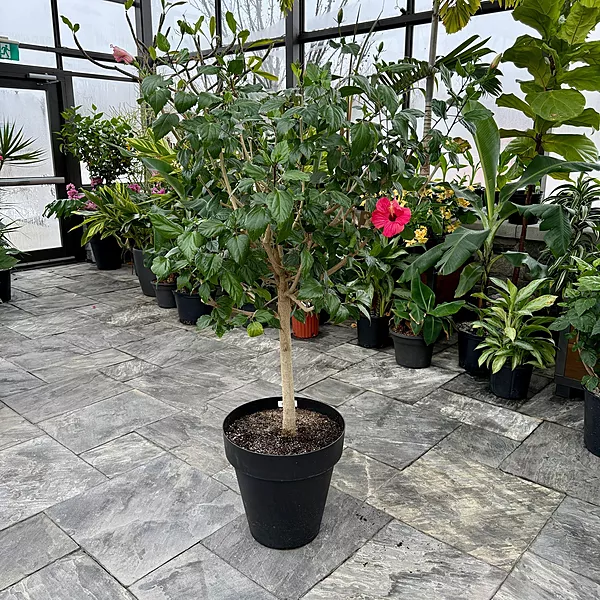 Hibiscus (Hibiscus sp.) - 17" Pot