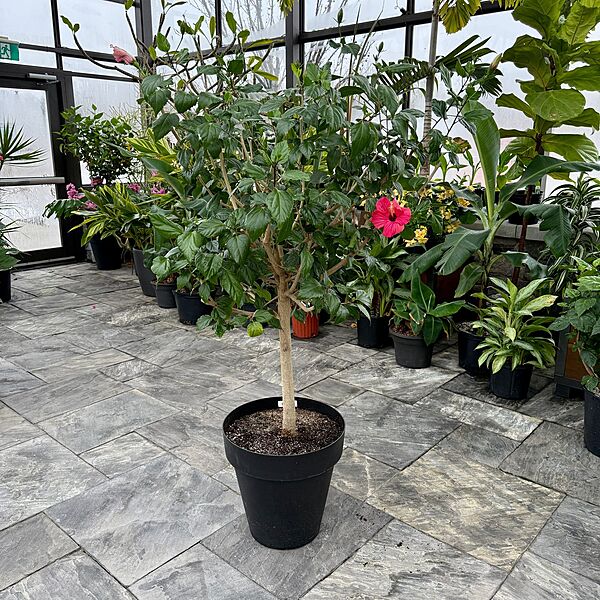 Hibiscus (Hibiscus sp.) - 17" Pot