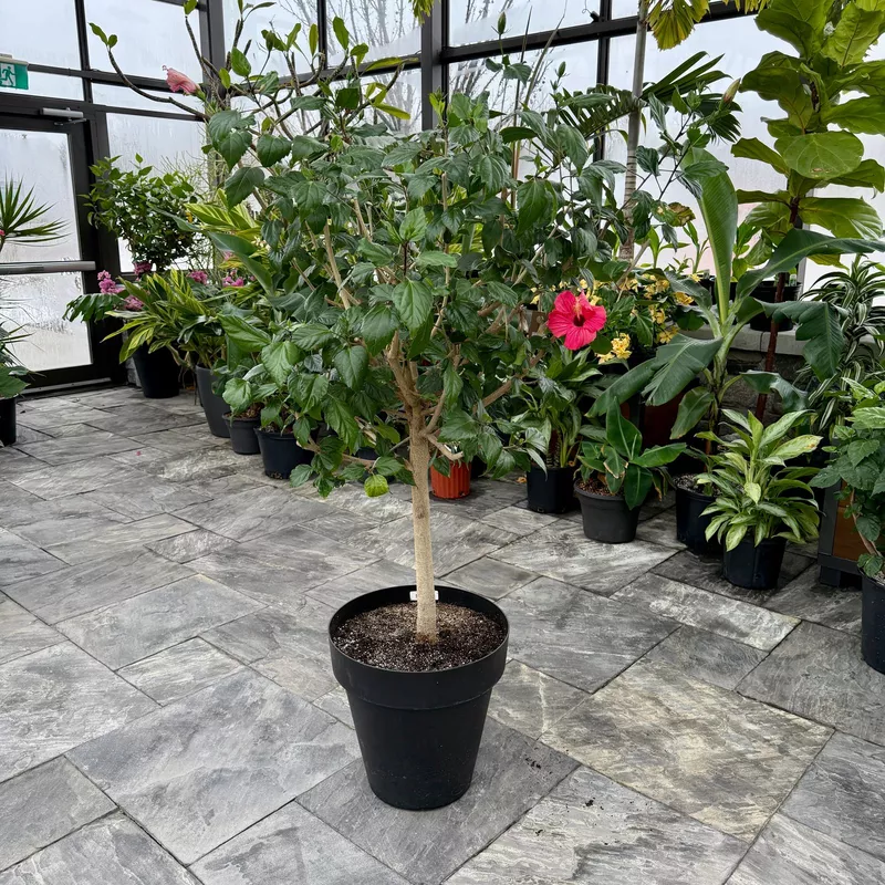 Hibiscus (Hibiscus sp.) - 17" Pot