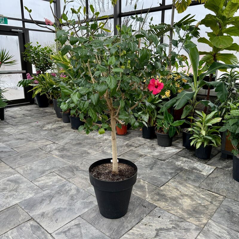 Hibiscus (Hibiscus sp.) - 17" Pot