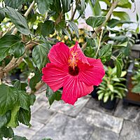 Hibiscus (Hibiscus sp.) - 17" Pot