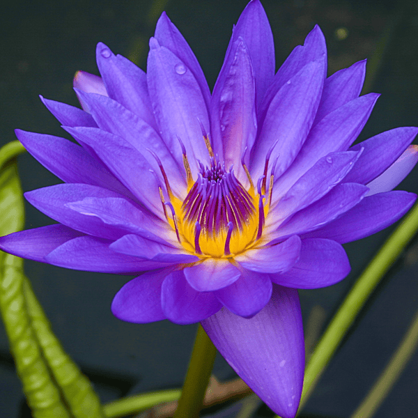 Tropical Water Lily  'William McLane' (Blue) (Nymphaea 'William McLane') - 6" Pot