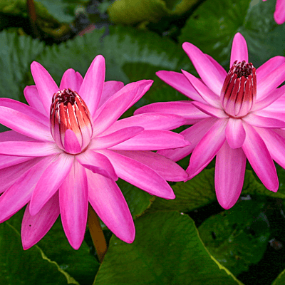 Tropical Water Lily  'Emily Grant Hutchings' (Red) (Nymphaea ‘Emily Grant Hutchings’) - 6" Pot