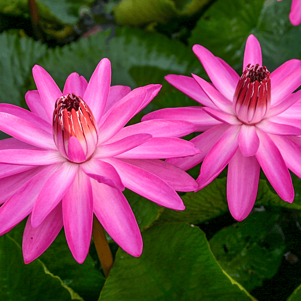 Tropical Water Lily  'Emily Grant Hutchings' (Red) (Nymphaea ‘Emily Grant Hutchings’) - 6" Pot