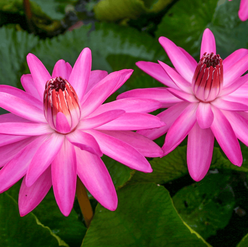 Tropical Water Lily  'Emily Grant Hutchings' (Red) (Nymphaea ‘Emily Grant Hutchings’) - 6" Pot