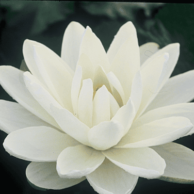 Tropical Water Lily 'Missouri' (White) (Nymphaea ‘Missouri’) - 6" Pot