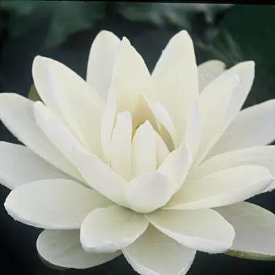 Tropical Water Lily 'Missouri' (White) (Nymphaea ‘Missouri’) - 6" Pot