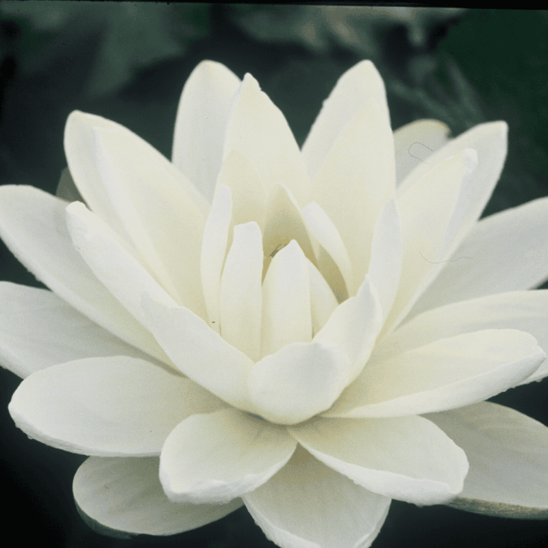 Tropical Water Lily 'Missouri' (White) (Nymphaea ‘Missouri’) - 6" Pot