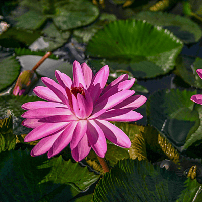 Tropical Water Lily  'Mrs. George C. Hitchcock' (Yellow) (Nymphaea ‘Mrs. George C. Hitchcock’) - 6" Pot