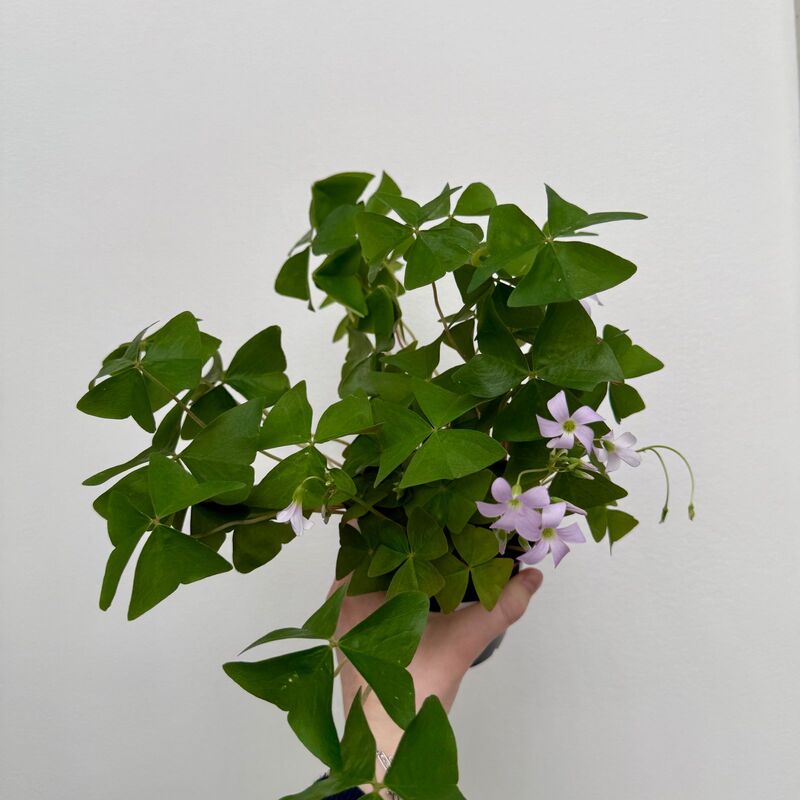 False Shamrock (Oxalis triangularis 'Green') - 4" Pot