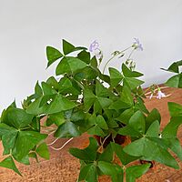 False Shamrock (Oxalis triangularis 'Green') - 4" Pot