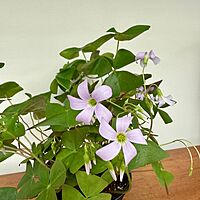 False Shamrock (Oxalis triangularis 'Green') - 4" Pot