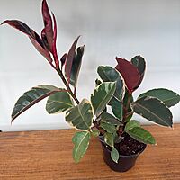 Ficus elastica 'Ruby' (Variegated Rubber Plant 'Ruby') - 6" Pot