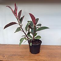 Ficus elastica 'Ruby' (Variegated Rubber Plant 'Ruby') - 6" Pot