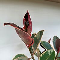 Ficus elastica 'Ruby' (Variegated Rubber Plant 'Ruby') - 6" Pot