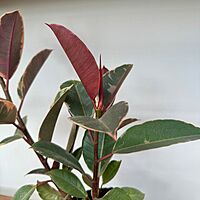Ficus elastica 'Ruby' (Variegated Rubber Plant 'Ruby') - 6" Pot
