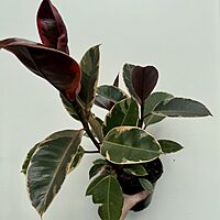 Ficus elastica 'Ruby' (Variegated Rubber Plant 'Ruby') - 6" Pot