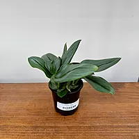 Sterling Silver Pothos (Scindapsus treubii 'Moonlight') - 4" Pot