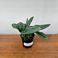 Sterling Silver Pothos (Scindapsus treubii 'Moonlight') - 4" Pot