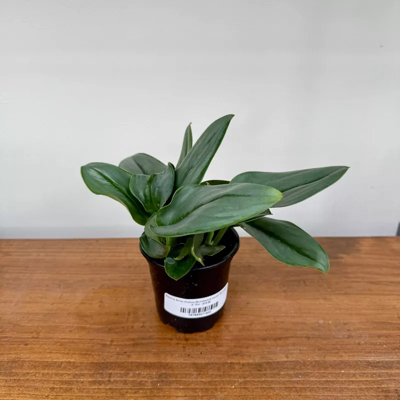 Sterling Silver Pothos (Scindapsus treubii 'Moonlight') - 4" Pot