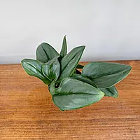 Sterling Silver Pothos (Scindapsus treubii 'Moonlight') - 4" Pot
