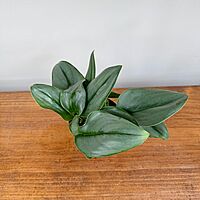 Sterling Silver Pothos (Scindapsus treubii 'Moonlight') - 4" Pot