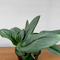 Sterling Silver Pothos (Scindapsus treubii 'Moonlight') - 4" Pot