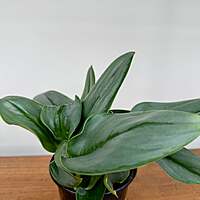 Sterling Silver Pothos (Scindapsus treubii 'Moonlight') - 4" Pot