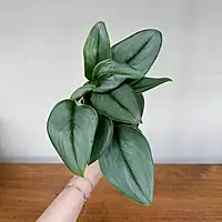 Sterling Silver Pothos (Scindapsus treubii 'Moonlight') - 4" Pot