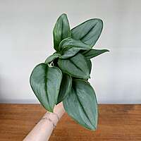 Sterling Silver Pothos (Scindapsus treubii 'Moonlight') - 4" Pot