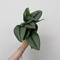 Sterling Silver Pothos (Scindapsus treubii 'Moonlight') - 4" Pot
