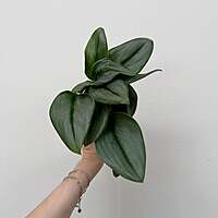 Sterling Silver Pothos (Scindapsus treubii 'Moonlight') - 4" Pot