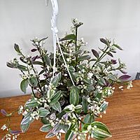 Feeling Flirty Plant (Tradescantia fluminensis) - 6" HB