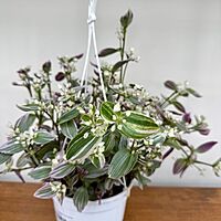 Feeling Flirty Plant (Tradescantia fluminensis) - 6" HB