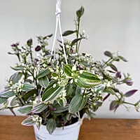 Feeling Flirty Plant (Tradescantia fluminensis) - 6" HB