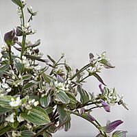 Feeling Flirty Plant (Tradescantia fluminensis) - 6" HB