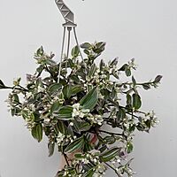 Feeling Flirty Plant (Tradescantia fluminensis) - 6" HB