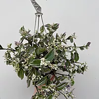 Feeling Flirty Plant (Tradescantia fluminensis) - 6" HB