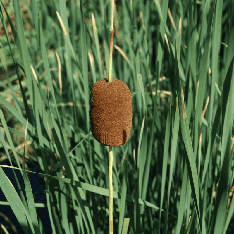 Graceful Cattail (Typha laxmannii) - 5.5" Pot